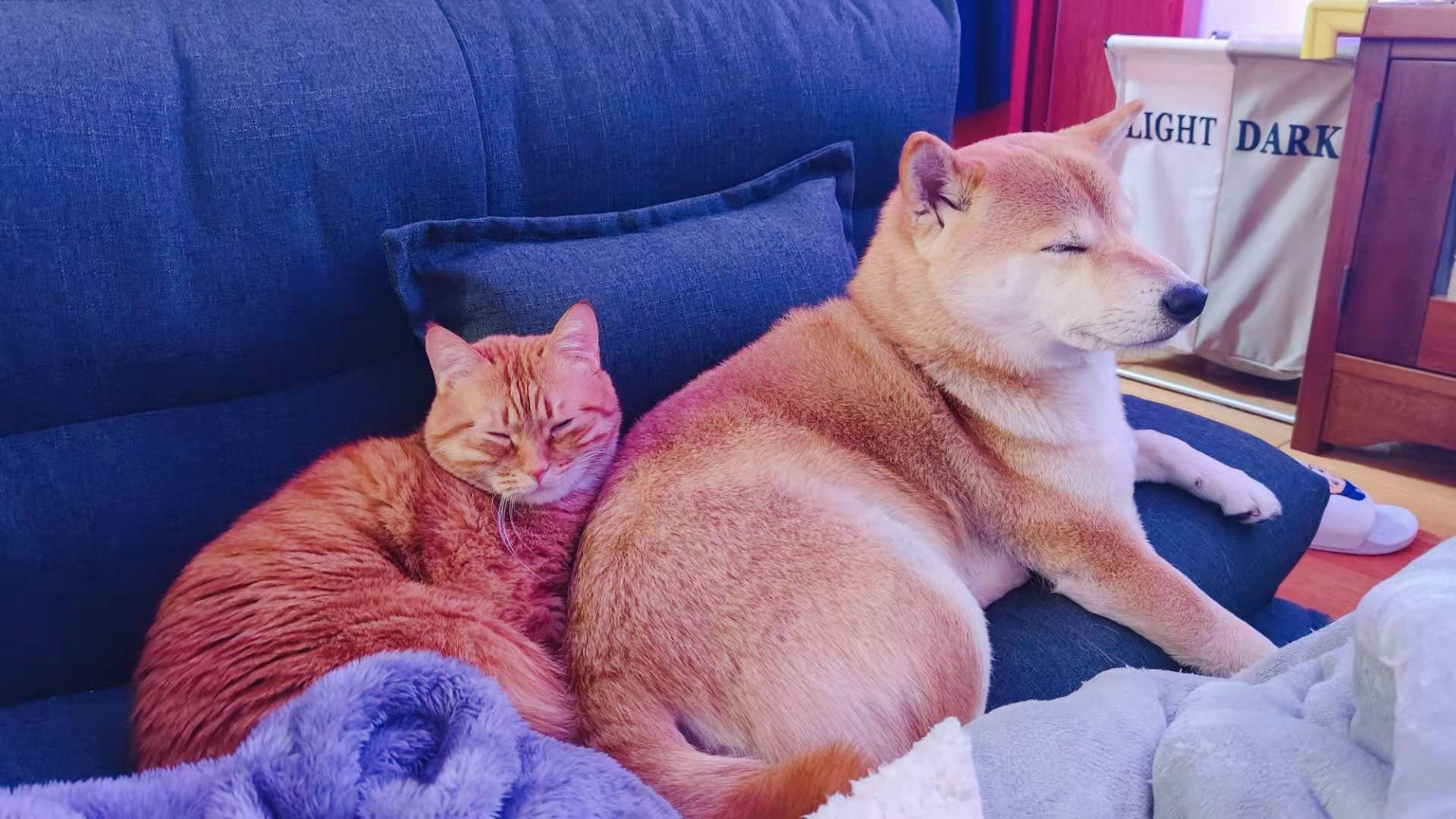 回顾 2020 | 柴猫双全程序猿的云原生之路