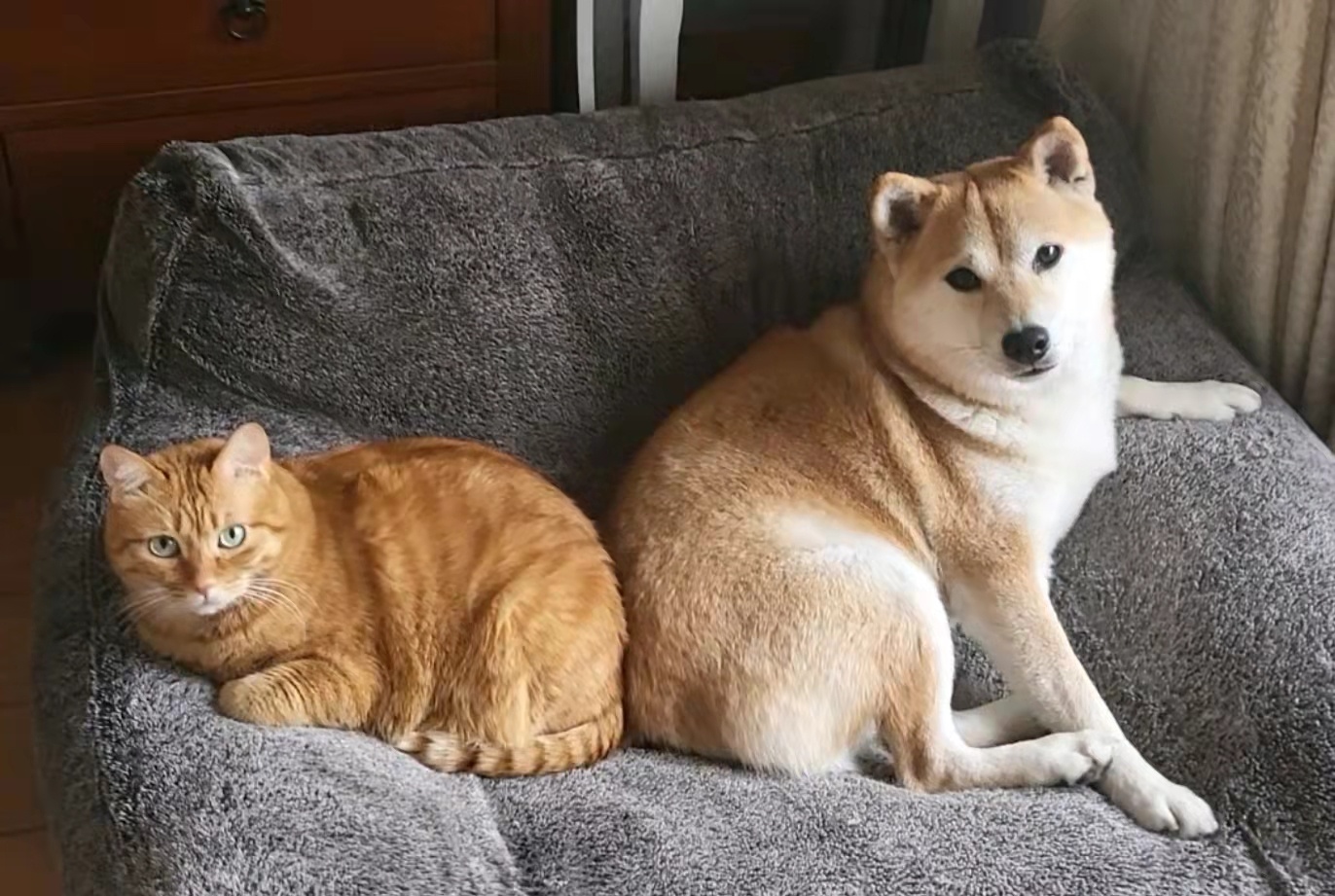 毛线（猫）与 Sunny（狗）